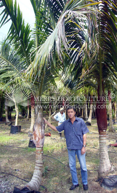 Dypsis lastelliana (Redneck palm)